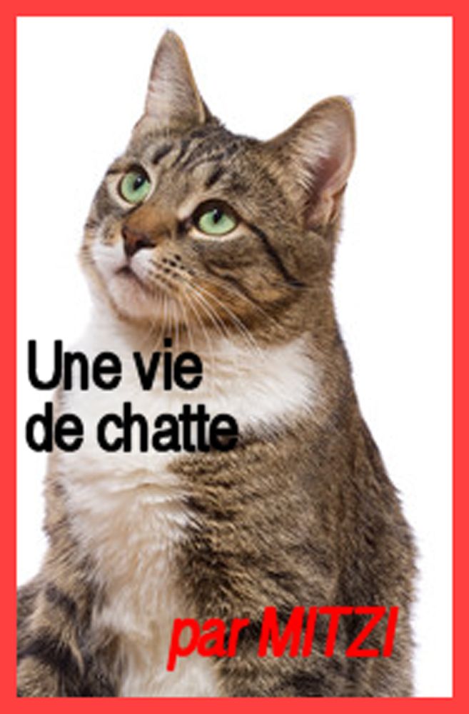 Une vie de chatte