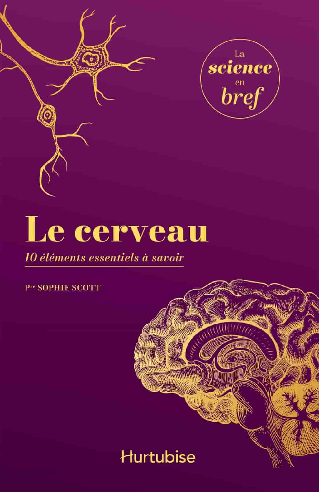 Le cerveau: 10 éléments essentiels à savoir
