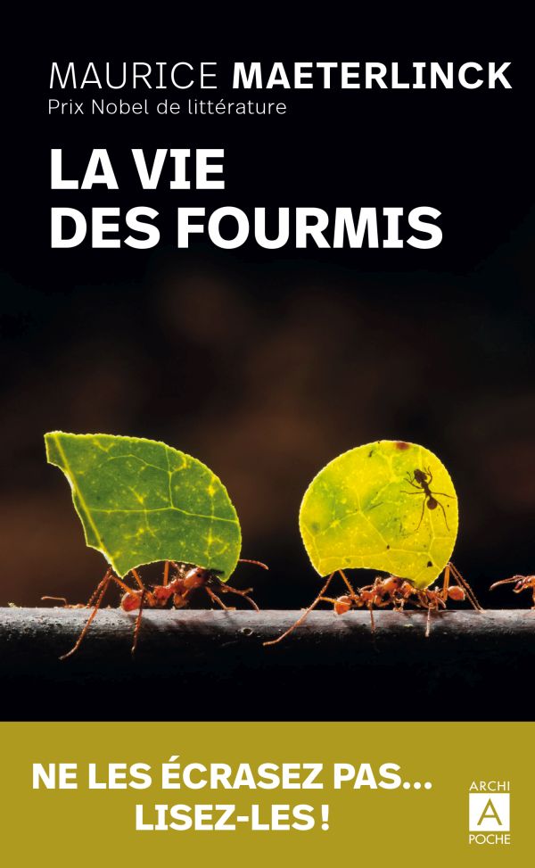 La vie des fourmis